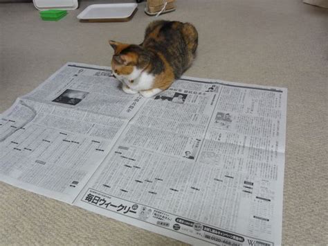 猫 新聞の上に乗る に対する画像結果