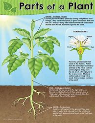 Image result for Parts of a Plant Lesson Plan