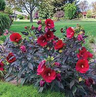 Image result for Midnight Marvel Hardy Hibiscus