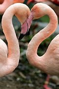 Image result for Valentine's Day Animals