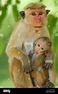 Image result for Mammals Monkey