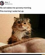 Image result for Just Woke My Cat Up