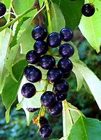 Image result for Wild Black Cherries