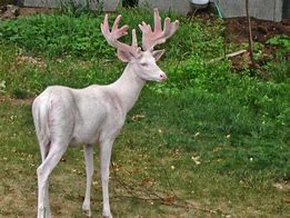 Image result for Albino Deer