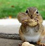 Image result for Funny Cool Squirrel