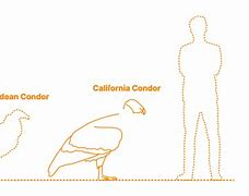 Image result for Condor Size Chart