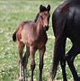 Image result for Seabiscuit Oscar