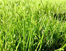 Image result for Cut Grass
