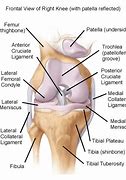 Image result for Knee Joint Anatomy Chart