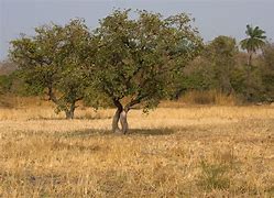 Image result for Sudan Trees