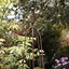 Image result for Plant Supports for Garden