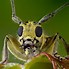 Image result for Best Insects