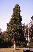 Image result for Northern White Cedar