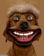 Image result for Weird Dog Smile