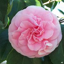 Image result for Debutante Camellia, 3 Gal- Full, 3 Gal- Pink Blooms Every Spring