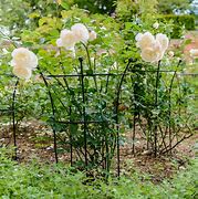 Image result for Peony Plant Supports for Garden