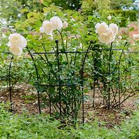 Image result for plant supports for peonies