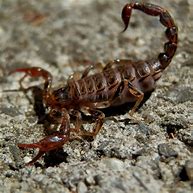 Image result for Wood Scorpion