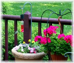 Image result for Hummingbird Container Garden