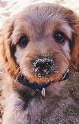 Image result for Cute Puppy Wallpaper for Kindle Fire