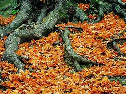 Image result for Roger Williams Tree Root