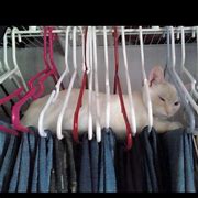Image result for Cats Laying On Clothes Hangers in Closet