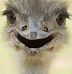 Image result for Laughing Animals