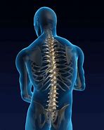 Image result for Orthopedic Spine