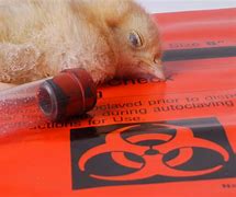 Image result for Chinese Bird Flu