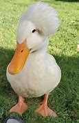 Image result for Funny Ducks