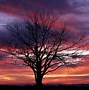 Image result for Cool Trees