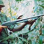 Image result for Army Green Berets Vietnam