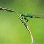 Image result for Insects Examples