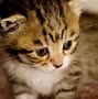 Image result for Pictures of Baby Kitties
