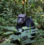 Image result for Monkey Hanging From Vine