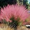 Image result for Pink Muhly Grass, 1 Gal- Deep Pink Groundcover