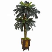 Image result for Home Depot Palm Trees