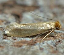 Image result for Clothing Moths