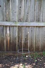 Image result for Tomato Plant Wire Cage