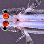 Image result for Crazy Looking Fish