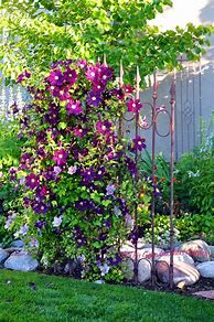 Image result for Clematis Support