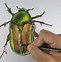Image result for Bug Drawing