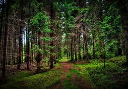 Image result for Forest Trees