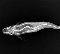 Image result for Animal X-rays