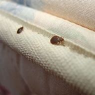 Image result for Bed Bug Mattress