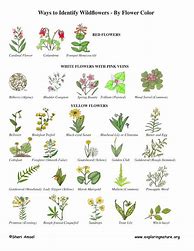 Image result for Flower and Plant Identifier