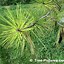 Image result for Pine Tree