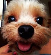 Image result for Dogs That Smile