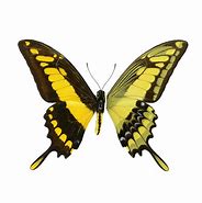Image result for Lepidoptera