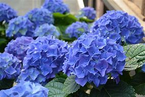 Image result for Early Blue Hydrangea